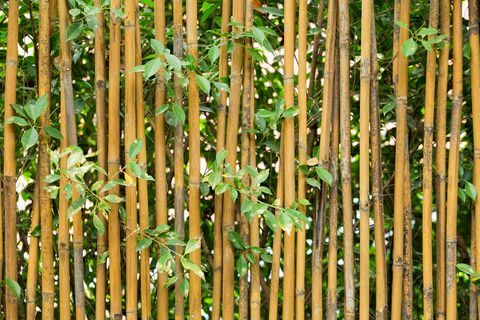 Bambusový zahradní plot