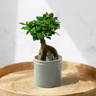 Bonsai ženšen