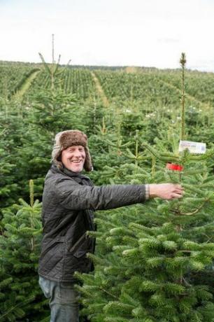 Waitrose prodává obří 9ft vánoční stromky, protože se připravuje na nejrušnější den prodeje stromů