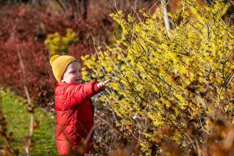 Obdivoval lísku čarodějnice v RHS Wisley