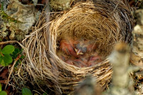 Hnízdo Redwing - Turdus iliacus, pták v drozdové rodině, Turdidae, původem z Evropy a Asie, mírně menší než související drozd zpěvný