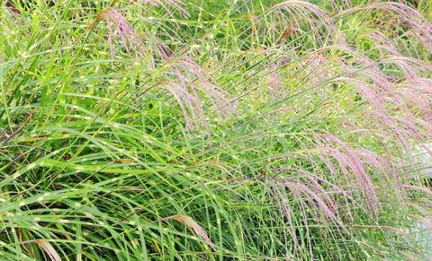 Miscanthus sinensis Flamngo tráva