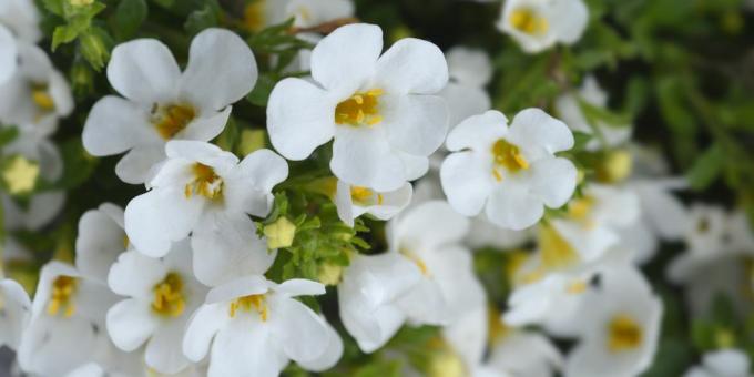 okrasné bacopa květiny latinský název chaenostoma cordatum