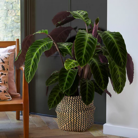 Extra velký koš Calathea