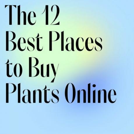 12 úžasných míst k nákupu vašich oblíbených rostlin online