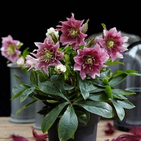 Helleborus orientalis Plant - Hello Amber