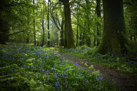 Krásné lesy ve Velké Británii vyzkoušet Forest Bathing