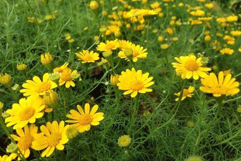 Vysoký úhel pohledu na žluté květy v zahradě