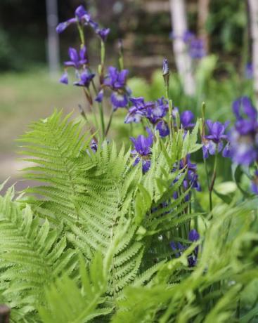 chelsea květinová výstava 2022 plantman's ice garden navržená john warland sanctuary garden