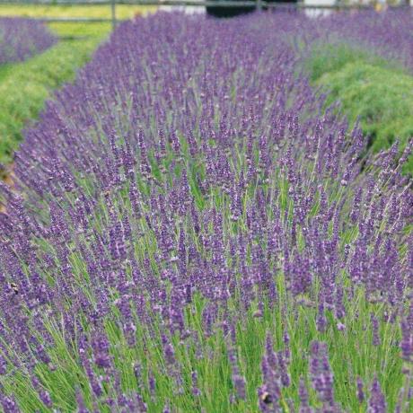 Lavandula x intermedia 'Fenomenální'