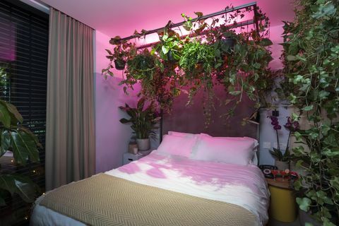 pokojová rostlina-hotel-leman-locke-východ-londýn