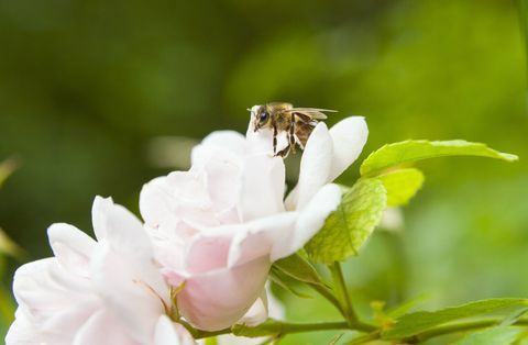 Zblízka včela přistání na růžové růže