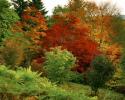 Extrémní počasí ovlivňující podzimní listí, varuje National Trust