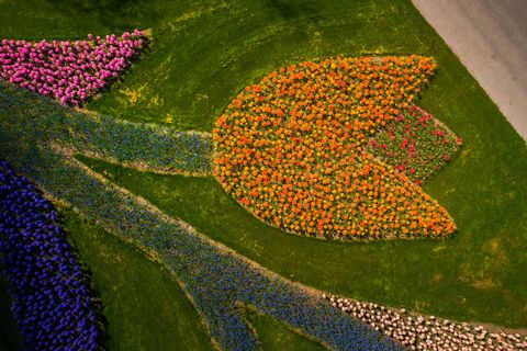 letecký snímek tulipánů ve tvaru tulipánu