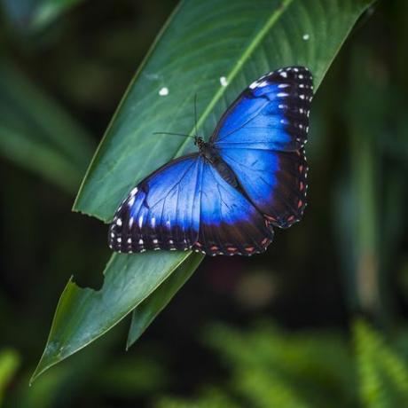 motýl morpho morpho helenor ssp narcissus